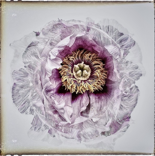 Photograph Iuliia Akhulkova Peon on One Eyeland